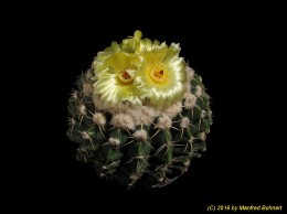 Notocactus (MC) erinaceus 1030